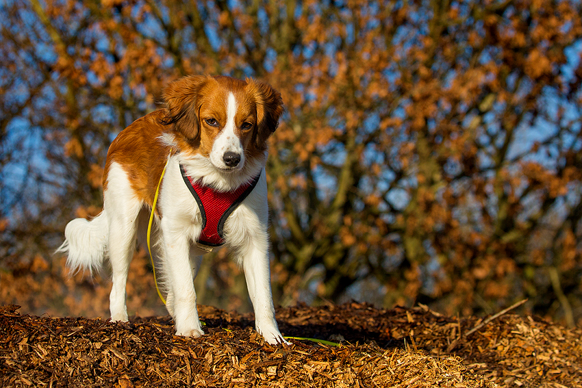 Kooikerhondje aus Langenhorn