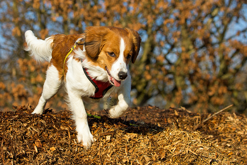 Kooikerhondje aus Langenhorn