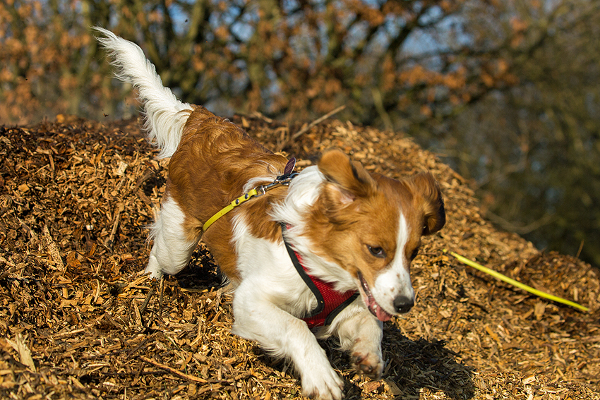 Kooikerhondje aus Langenhorn