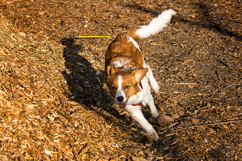 Kooikerhondje aus Langenhorn