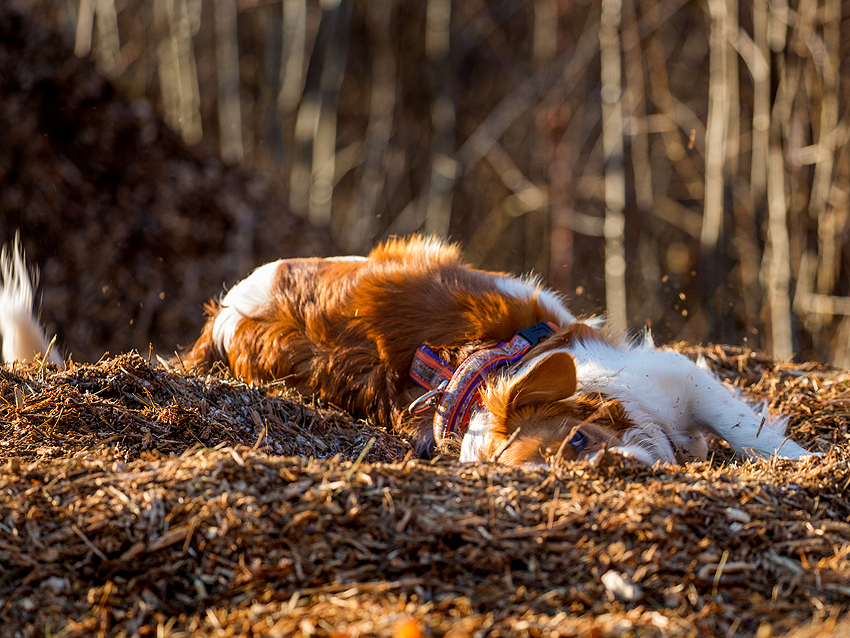 Kooikerhondje aus Langenhorn