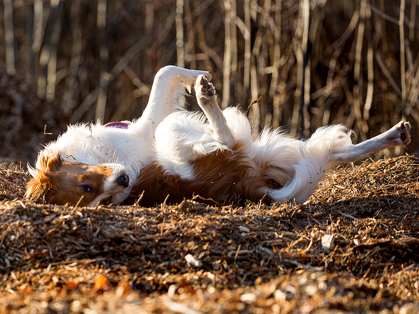 Kooikerhondje aus Langenhorn