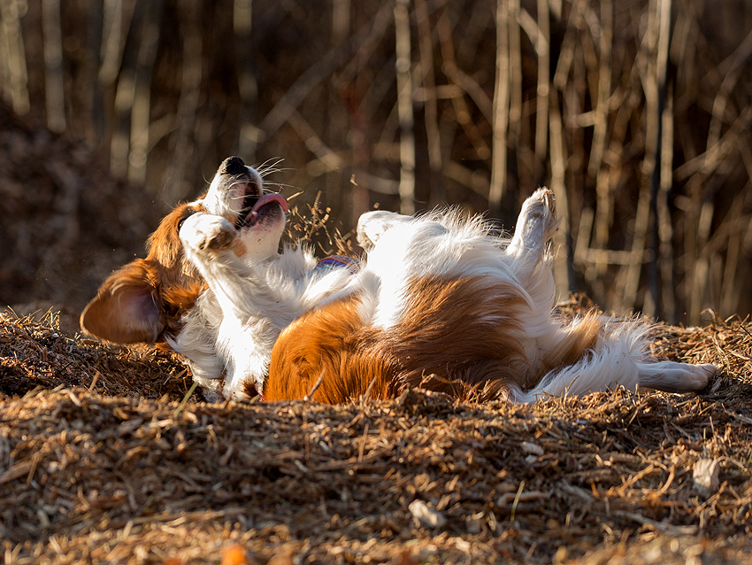 Kooikerhondje aus Langenhorn