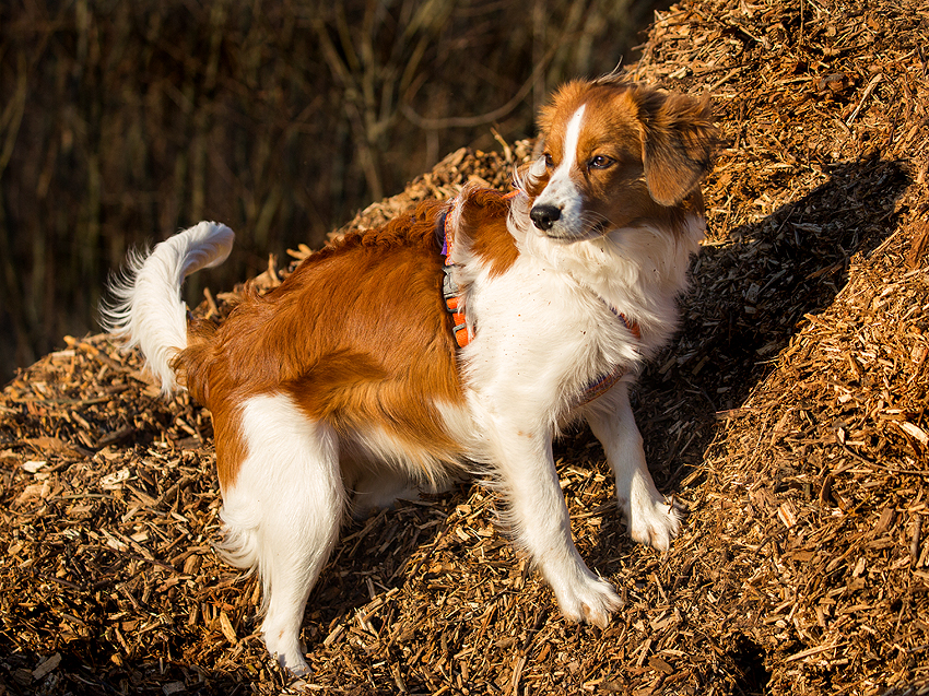 Kooikerhondje aus Langenhorn