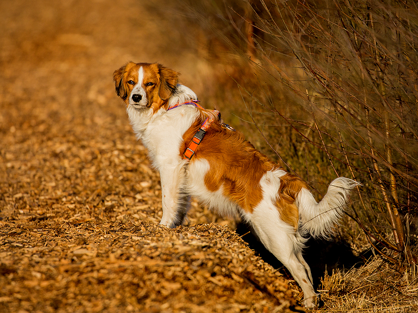 Kooikerhondje Hazel