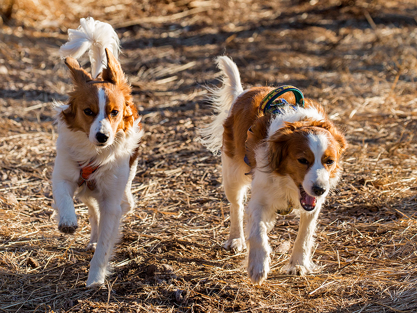 Kooikerhondje aus Langenhorn