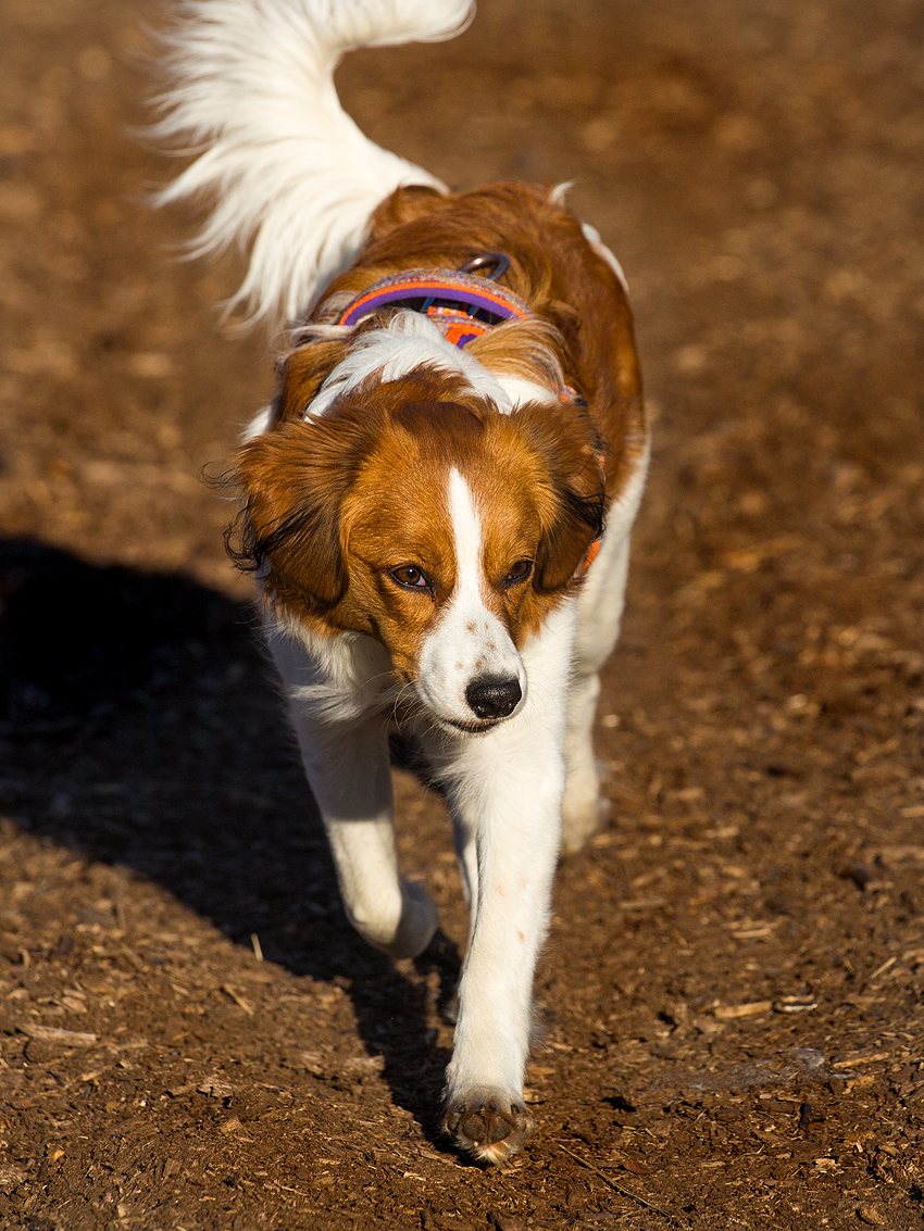 Kooikerhondje aus Langenhorn