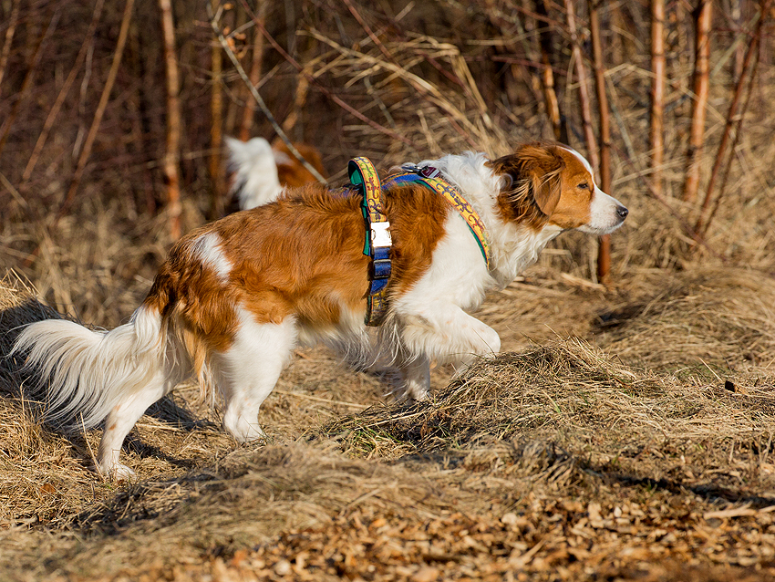 Kooikerhondje Godje