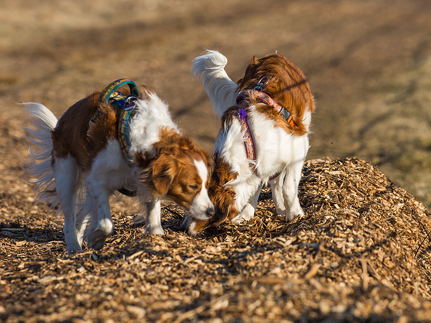 Kooikerhondje aus Langenhorn