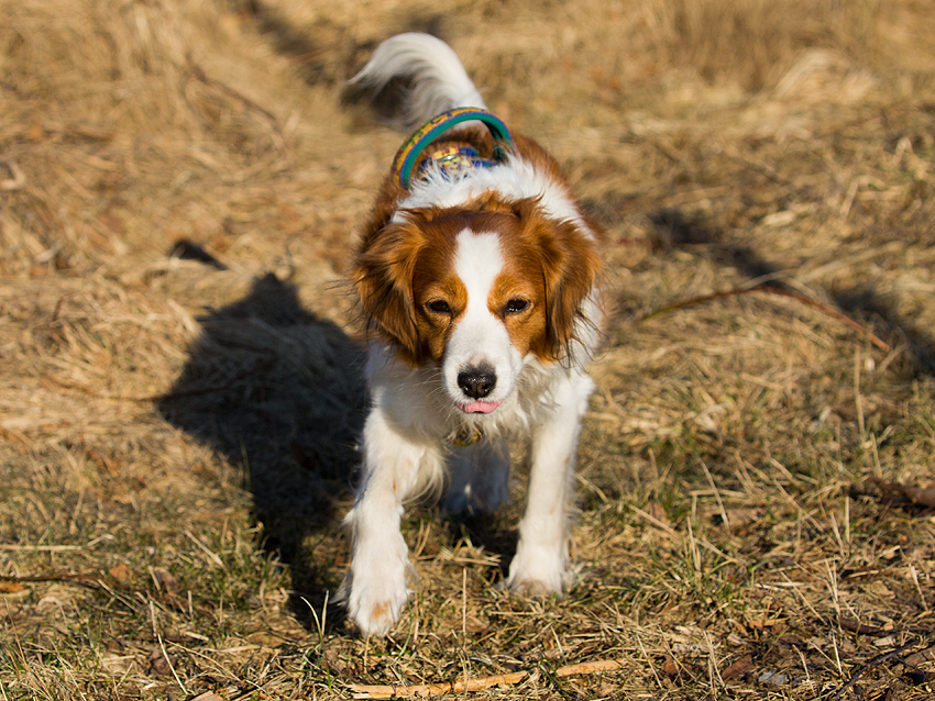 Kooikerhondje aus Langenhorn