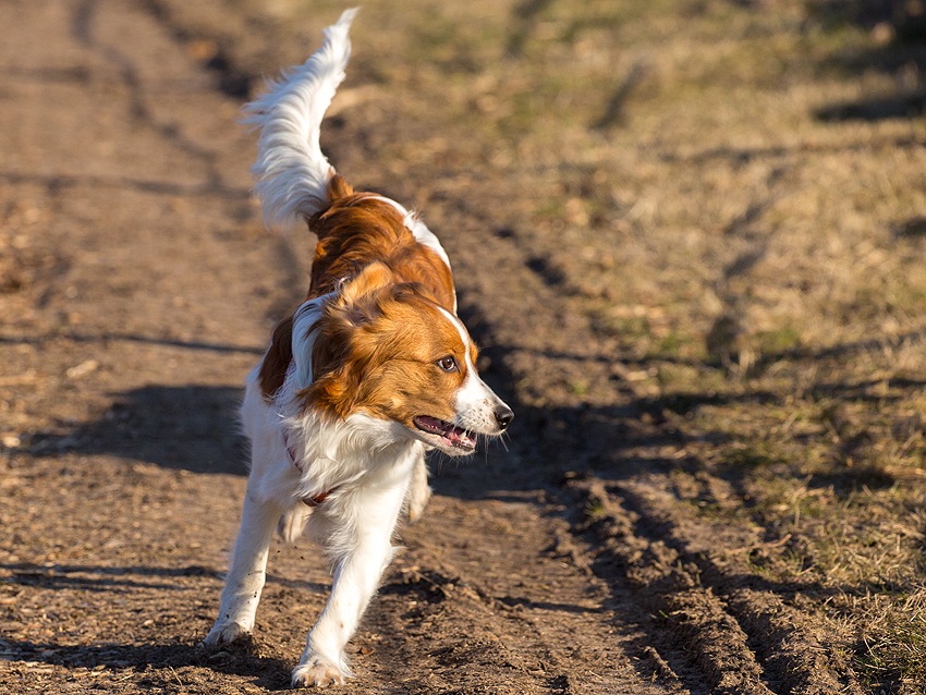 Kooikerhondje aus Langenhorn