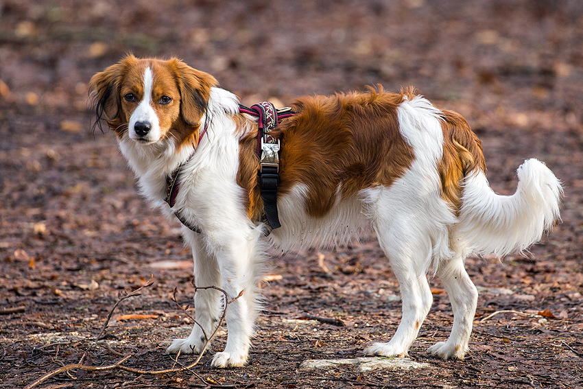 Kooikerhondje Hazel