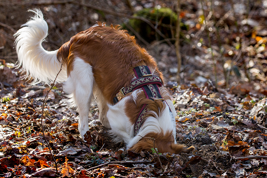 Kooikerhondje aus Langenhorn