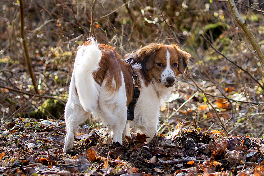 Kooikerhondje aus Langenhorn