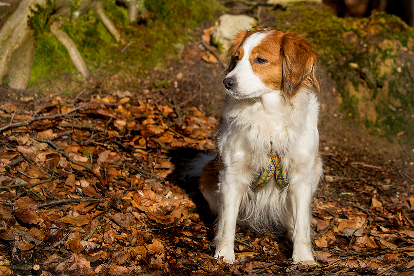 Kooikerhondje aus Langenhorn