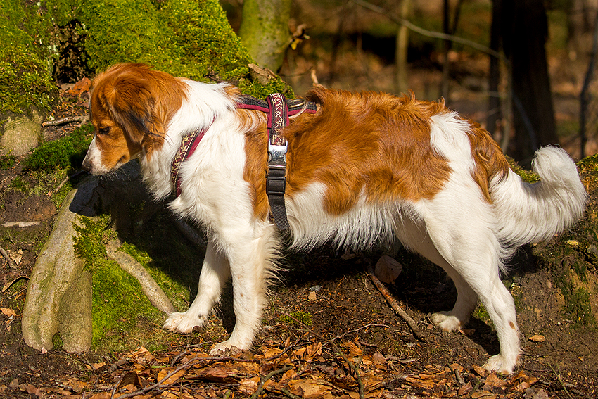 Kooikerhondje aus Langenhorn