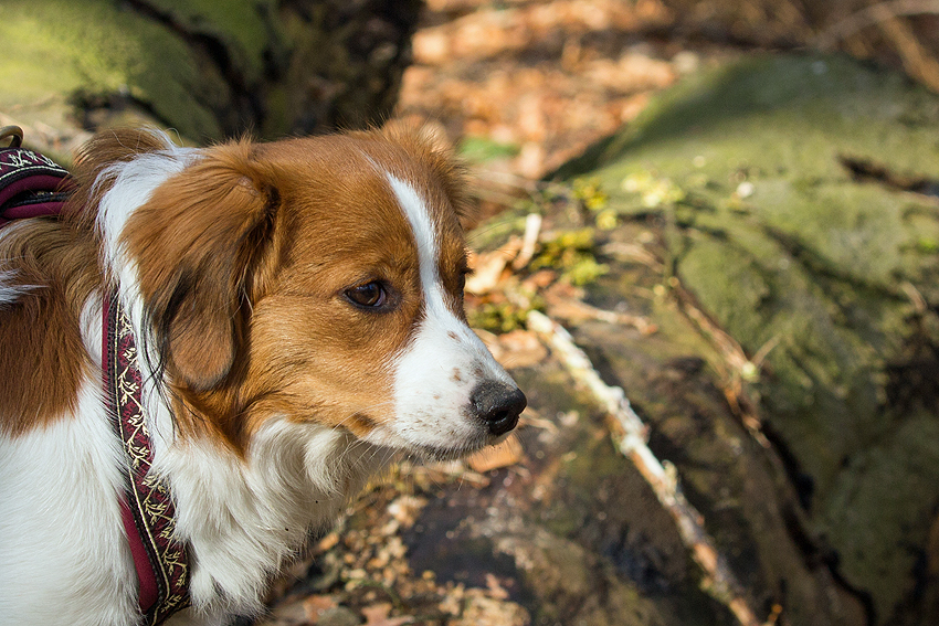 Kooikerhondje aus Langenhorn