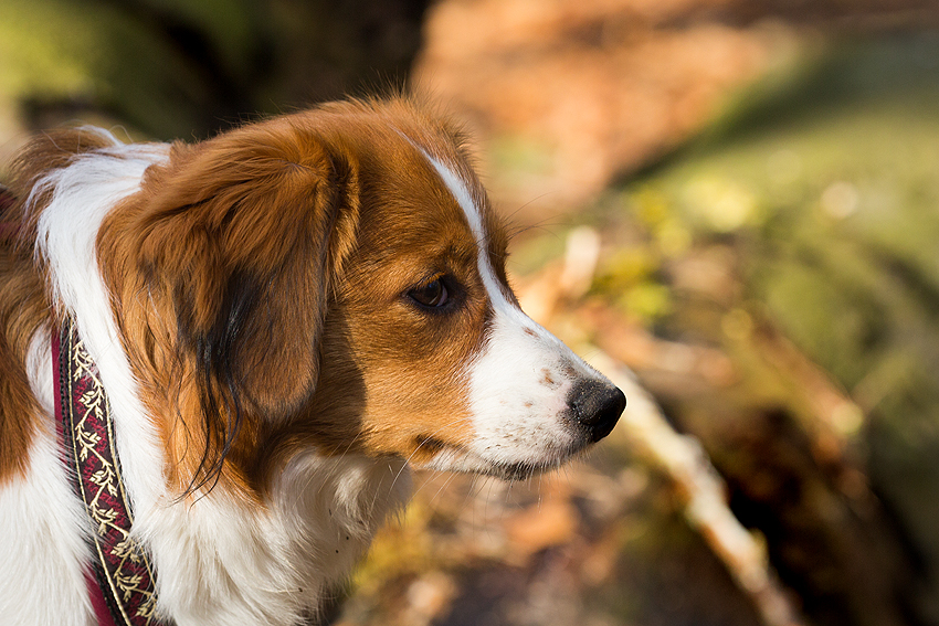 Kooikerhondje aus Langenhorn