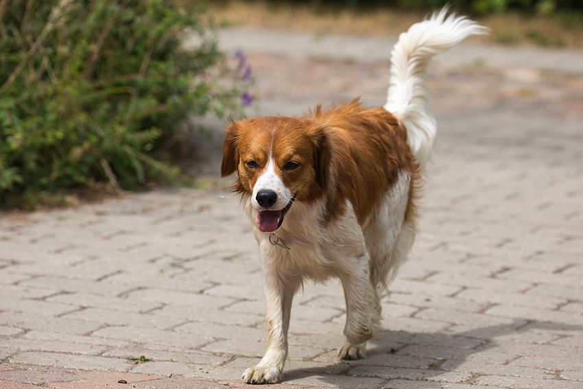 Kooikerspaziergang 06-2018