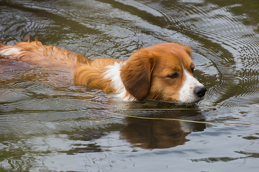 Kooikerspaziergang 06-2018