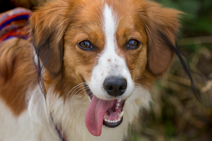 Kooikerhondje aus Langenhorn