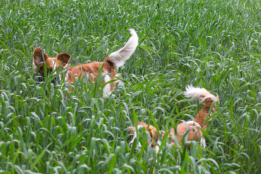 Kooikerspaziergang 06-2018