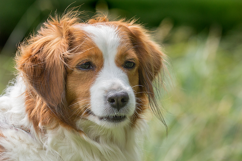 Kooikerhondje aus Langenhorn