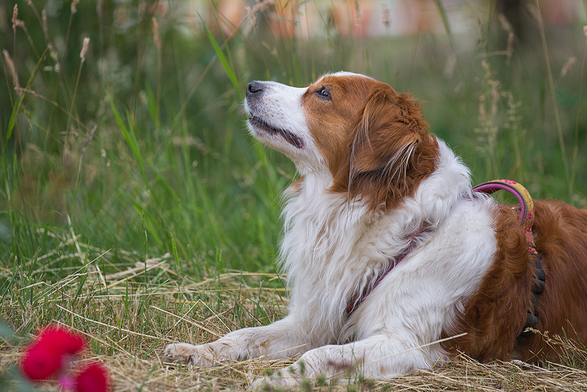 Kooikerhondje aus Langenhorn