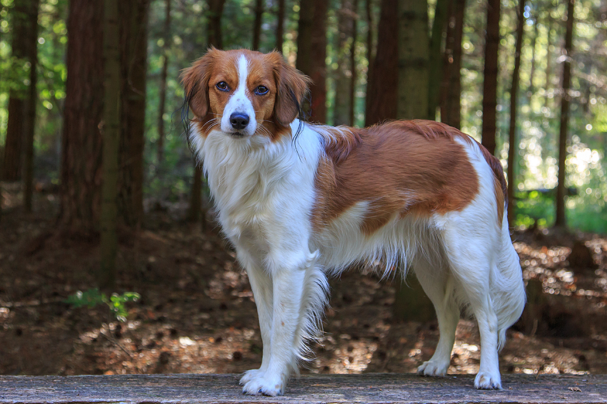 Kooikerhondje aus Langenhorn