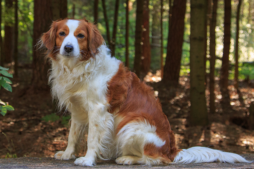 Kooikerhondje aus Langenhorn