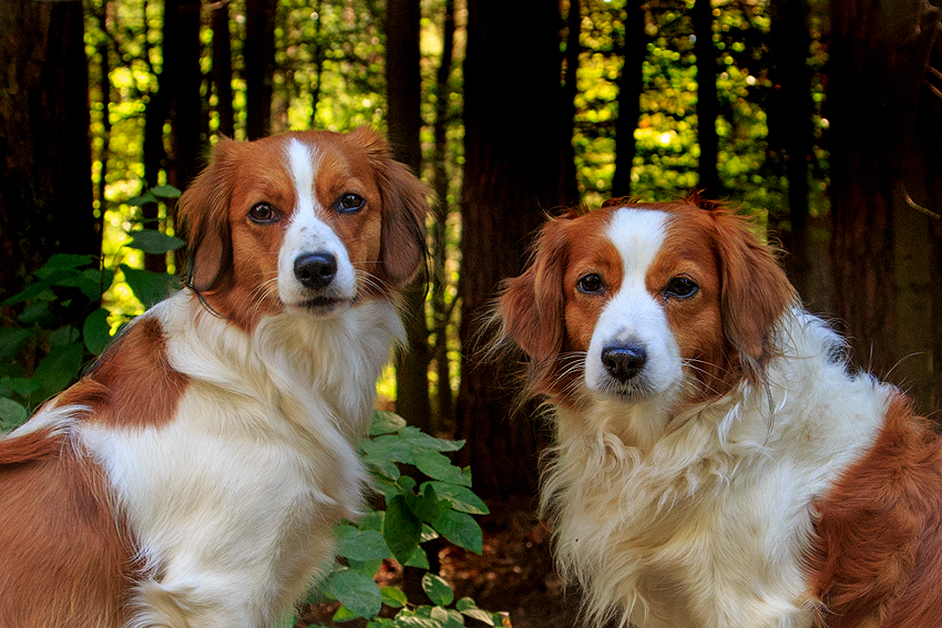 Kooikerhondje aus Langenhorn