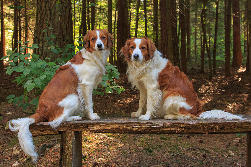 Kooikerhondje aus Langenhorn