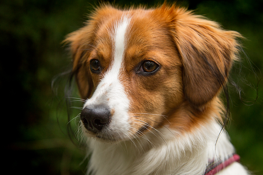 Kooikerhondje aus Langenhorn