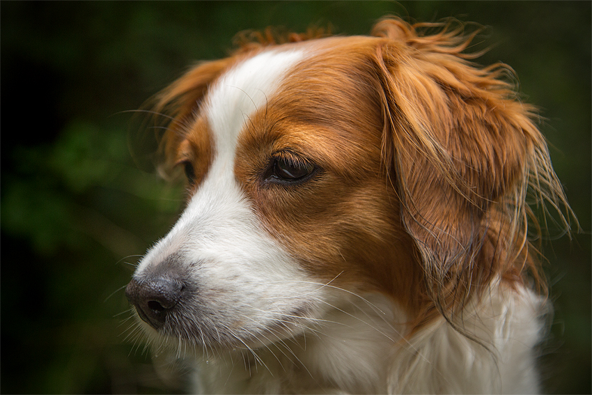 Kooikerhondje aus Langenhorn