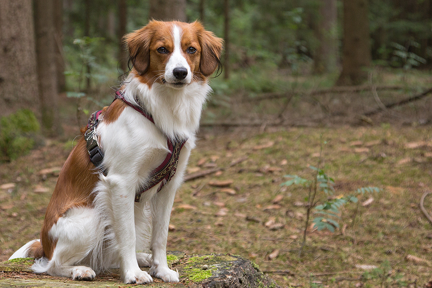 Kooikerhondje aus Langenhorn