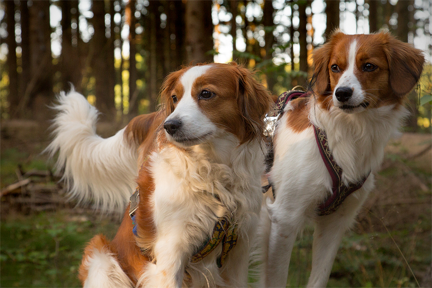 Kooikerhondje aus Langenhorn