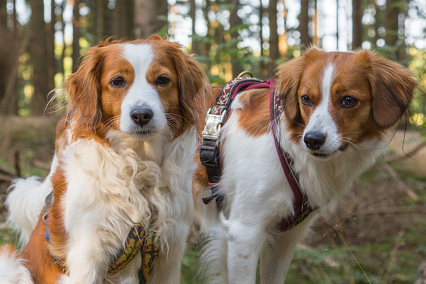 Kooikerhondje aus Langenhorn