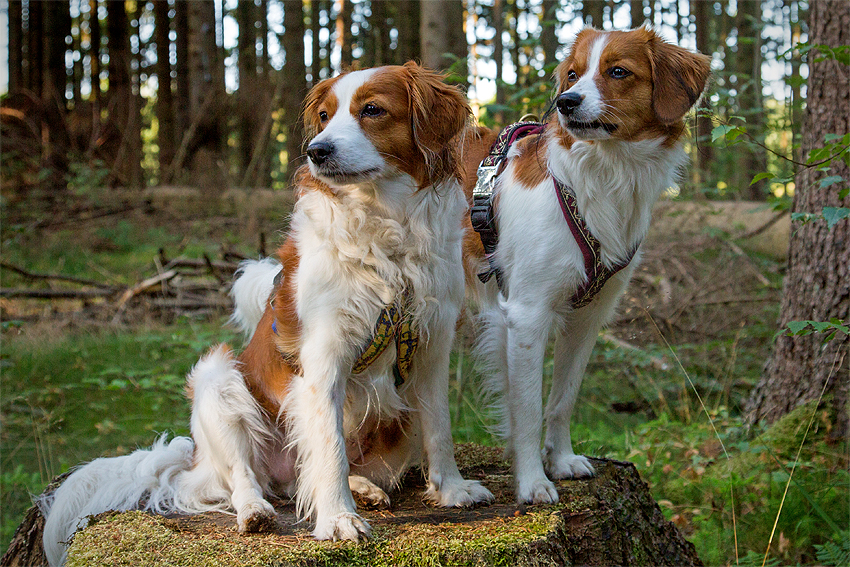 Kooikerhondje aus Langenhorn