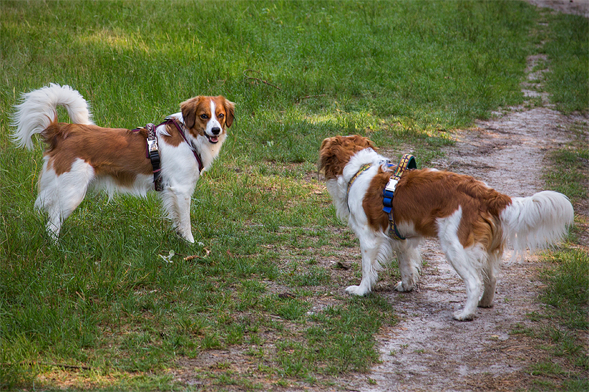 Kooikerhondje aus Langenhorn