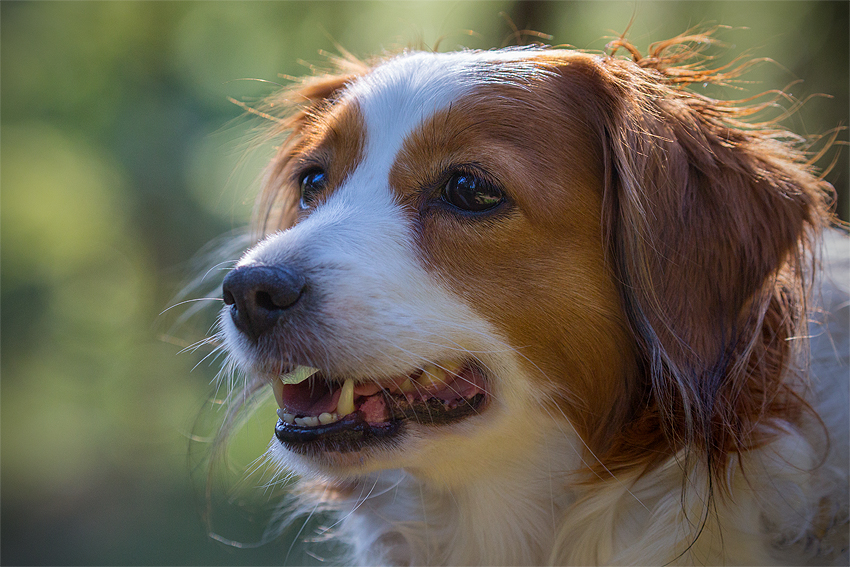 Kooikerhondje aus Langenhorn