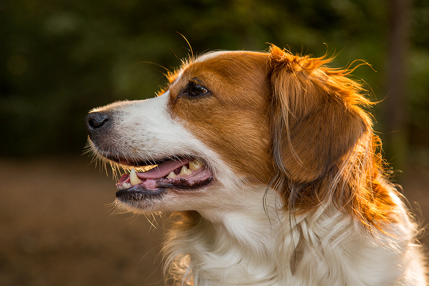 Kooikerhondje aus Langenhorn