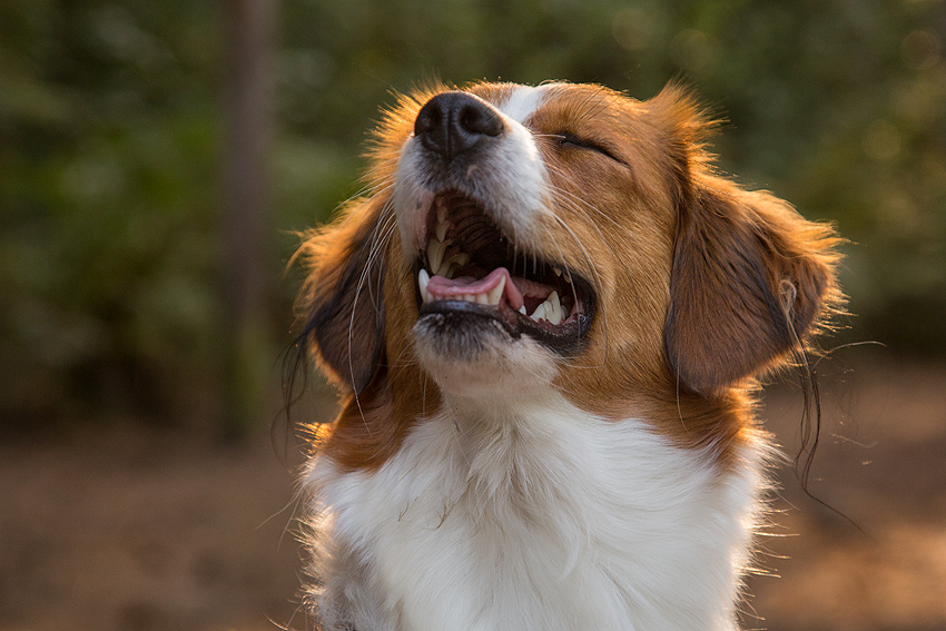 Kooikerhondje aus Langenhorn