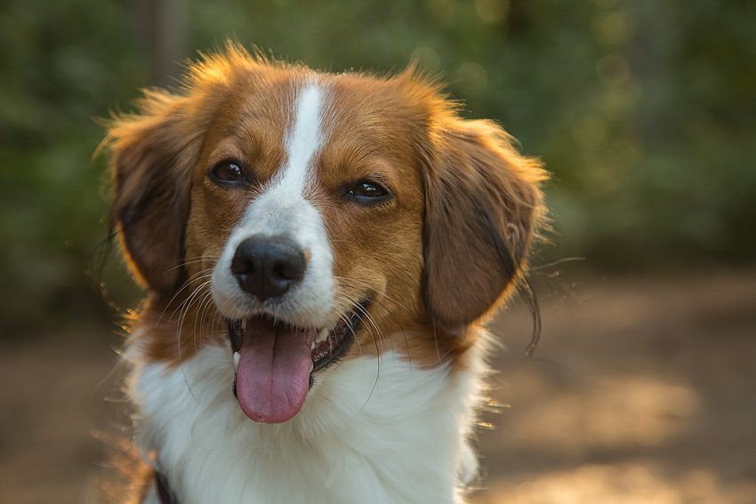 Kooikerhondje aus Langenhorn