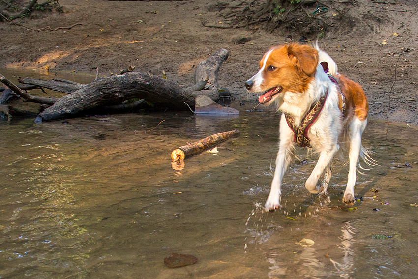 Kooikerhondje aus Langenhorn