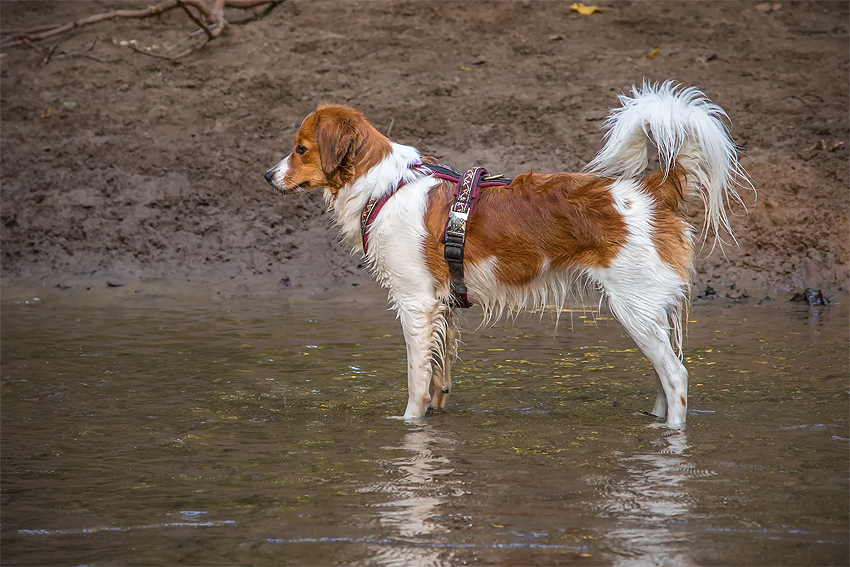 Kooikerhondje aus Langenhorn