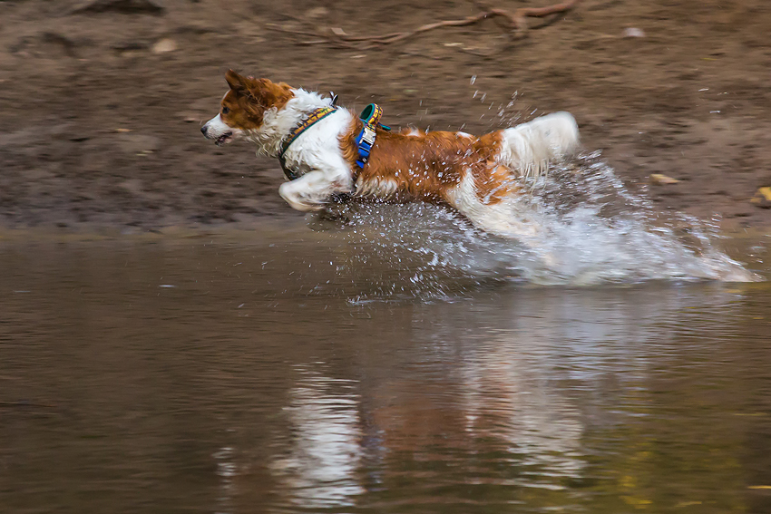 Kooikerhondje aus Langenhorn