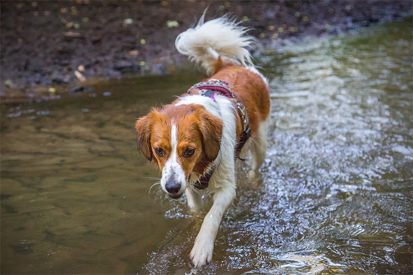 Kooikerhondje aus Langenhorn