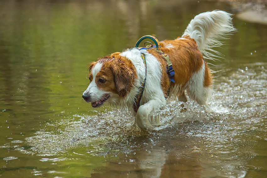 Kooikerhondje aus Langenhorn