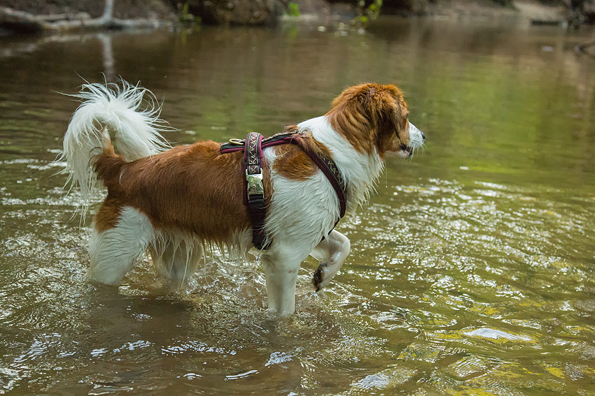 Kooikerhondje aus Langenhorn