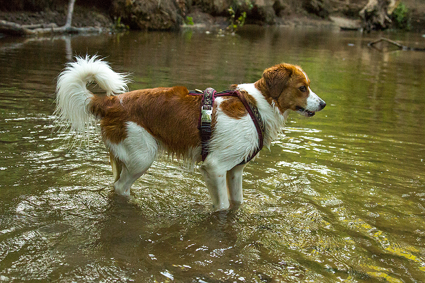 Kooikerhondje aus Langenhorn